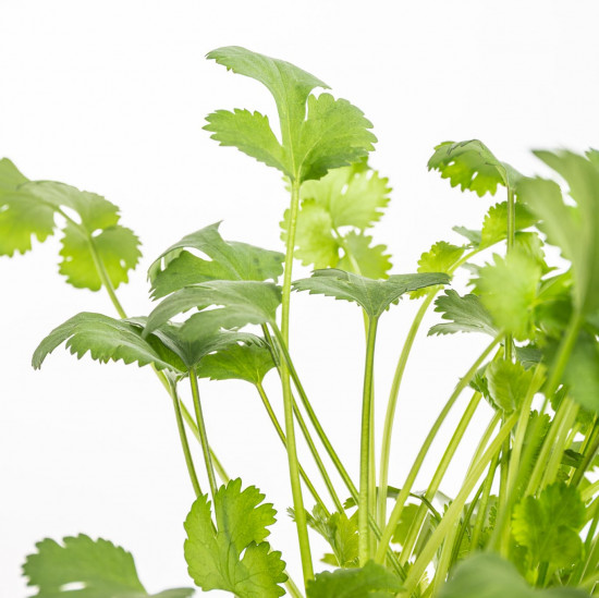 Koriandr setý, Coriandrum sativum, v květináči-8946