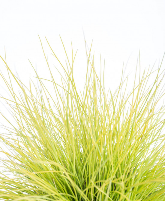 Kostřava, Festuca gautieri AmiGold, velikost kontejneru 2 l-9502