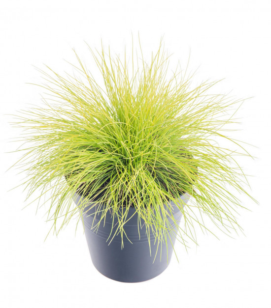 Kostřava, Festuca gautieri AmiGold, velikost kontejneru 2 l-9503