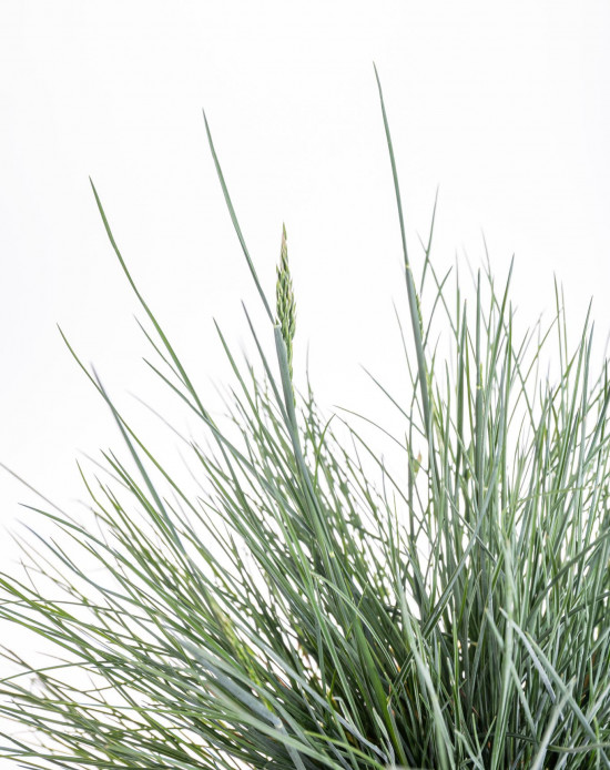 Kostřava sivá, Festuca glauca Intense Blue, velikost kontejneru 2 l-9508