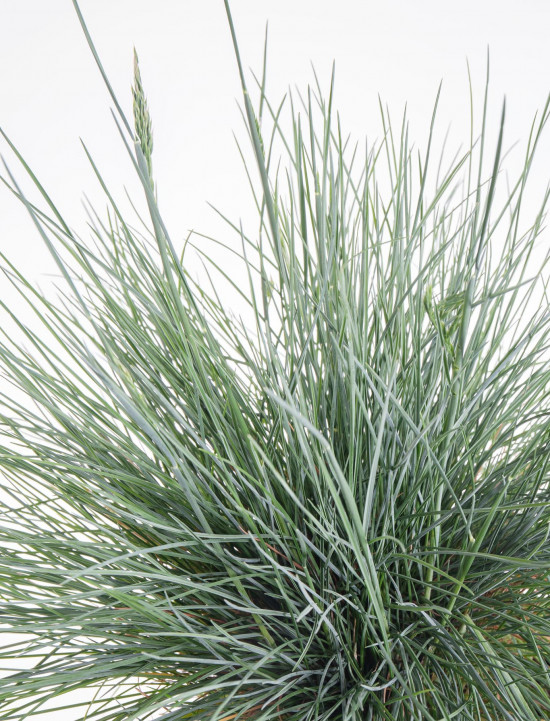 Kostřava sivá, Festuca glauca Intense Blue, velikost kontejneru 2 l-9509