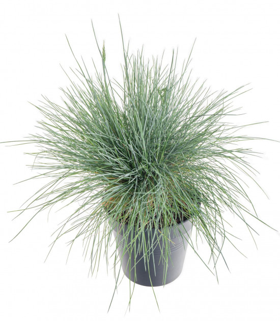 Kostřava sivá, Festuca glauca Intense Blue, velikost kontejneru 2 l-9510