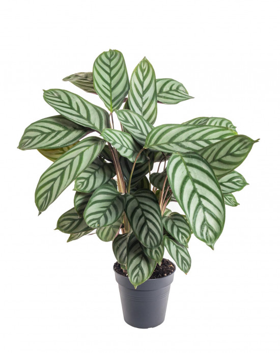 Ktenante, Ctenanthe, průměr květináče 13 - 15 cm