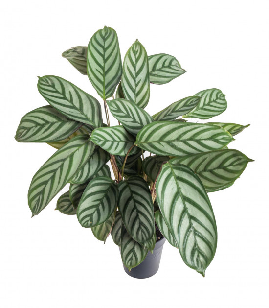 Ktenante, Ctenanthe, průměr květináče 13 - 15 cm-10604