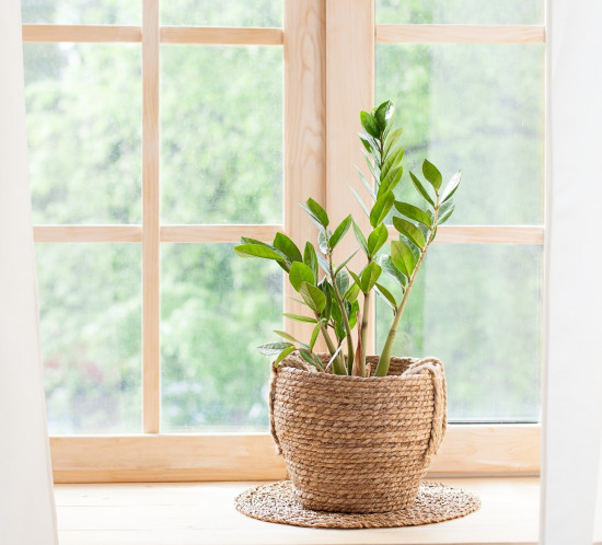 Kulkas zamiolistý, Zamioculcas zamiifolia, průměr květináče 12 - 13 cm-14772