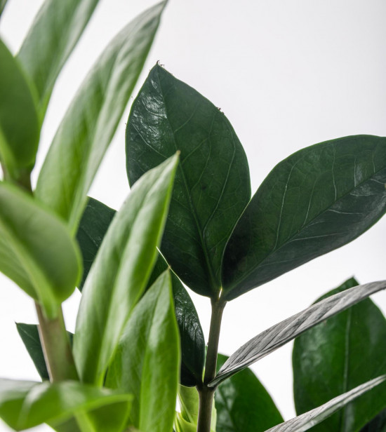 Kulkas zamiolistý, Zamioculcas zamiifolia, průměr květináče 12 - 13 cm-7367
