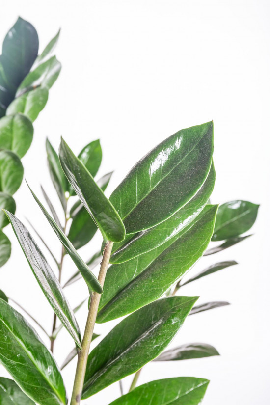 Kulkas zamiolistý, Zamioculcas zamiifolia, průměr květináče 17 cm-11027