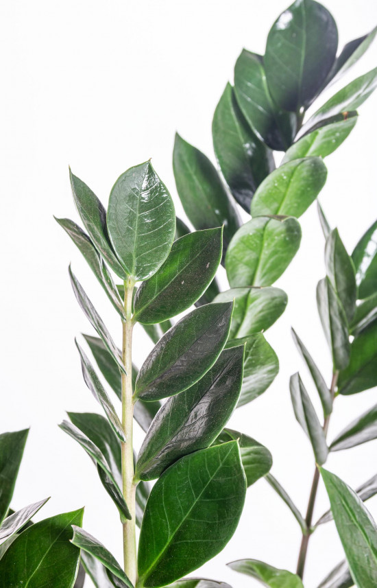 Kulkas zamiolistý, Zamioculcas zamiifolia, průměr květináče 17 cm-11028