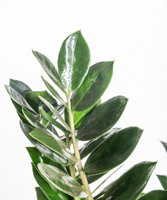 Kulkas zamiolistý, Zamioculcas zamiifolia, průměr květináče 17 cm-11029