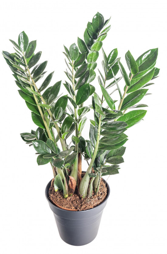 Kulkas zamiolistý, Zamioculcas zamiifolia, průměr květináče 17 cm-11030