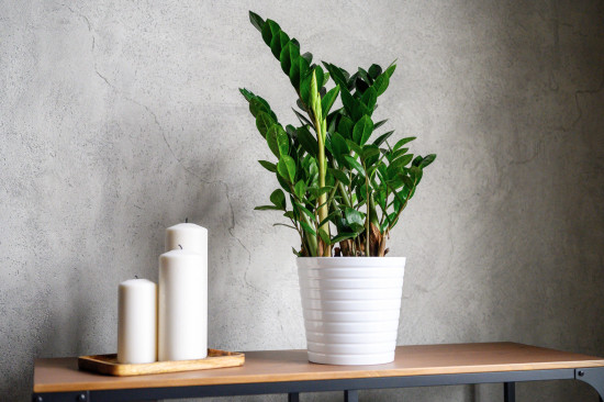 Kulkas zamiolistý, Zamioculcas zamiifolia, průměr květináče 17 cm-14774
