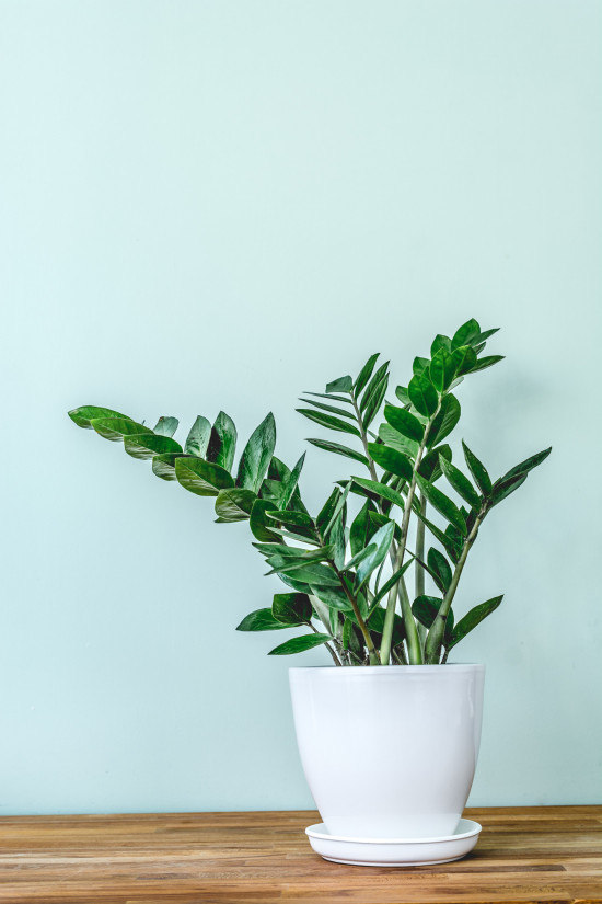 Kulkas zamiolistý, Zamioculcas zamiifolia, průměr květináče 21 cm-14775