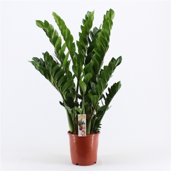Kulkas zamiolistý, Zamioculcas zamiifolia, průměr květináče 21 cm-1827