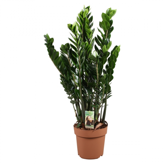 Kulkas zamiolistý, Zamioculcas zamiifolia, průměr květináče 21 cm