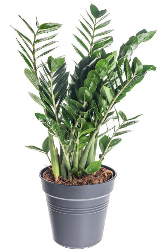 Kulkas zamiolistý, Zamioculcas zamiifolia, průměr květináče 24 cm-7476