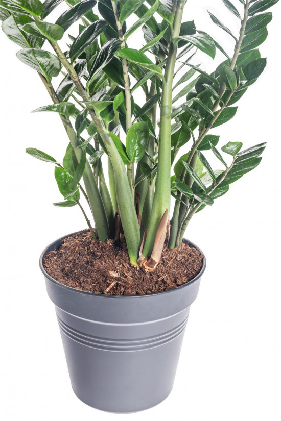 Kulkas zamiolistý, Zamioculcas zamiifolia, průměr květináče 27 cm-7494
