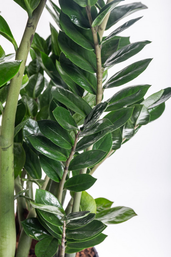 Kulkas zamiolistý, Zamioculcas zamiifolia, průměr květináče 27 cm-7495