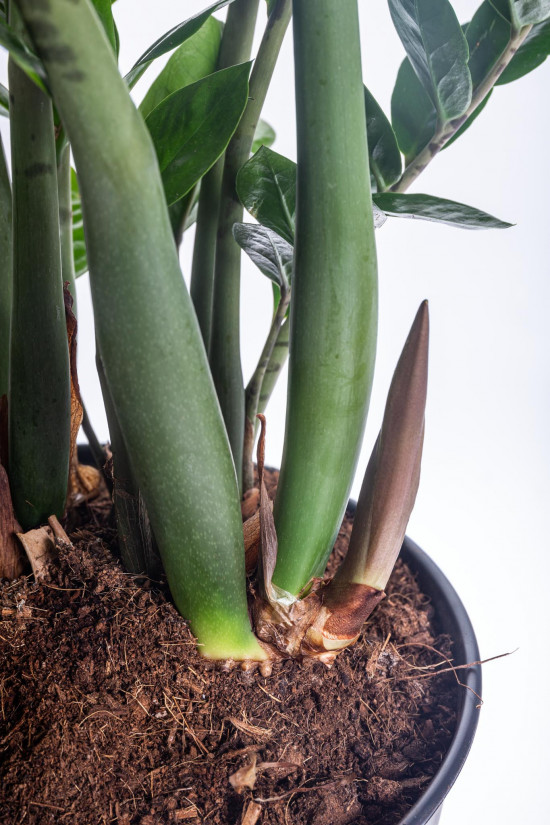 Kulkas zamiolistý, Zamioculcas zamiifolia, průměr květináče 27 cm-7496