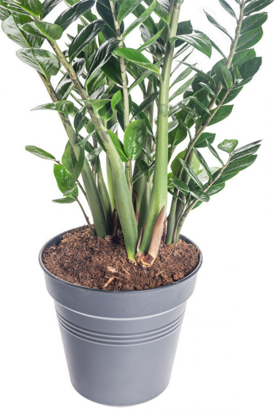 Kulkas zamiolistý, Zamioculcas zamiifolia, průměr květináče 30 cm-7065