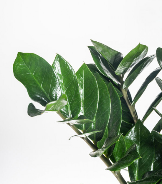 Kulkas zamiolistý, Zamioculcas zamiifolia, průměr květináče 30 cm-7066