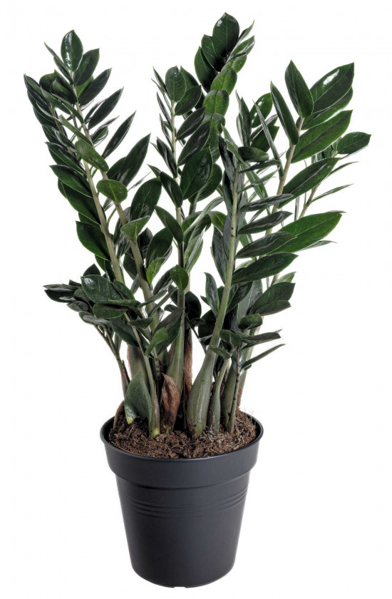Kulkas zamiolistý, Zamioculcas zamiifolia Super Nova, průměr květináče 14 cm