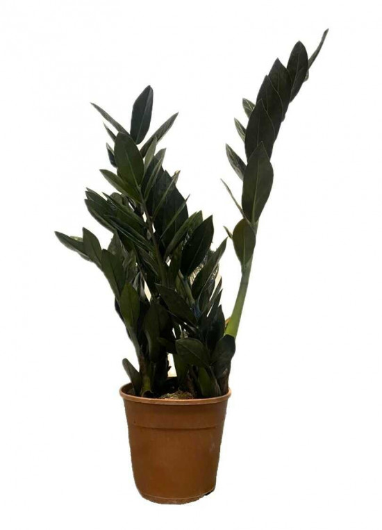 Kulkas zamiolistý, Zamioculcas zamiifolia Super Nova, průměr květináče 14 cm-26335