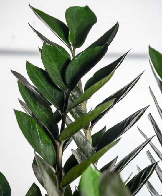 Kulkas zamiolistý, Zamioculcas zamiifolia Super Nova, průměr květináče 14 cm-26336