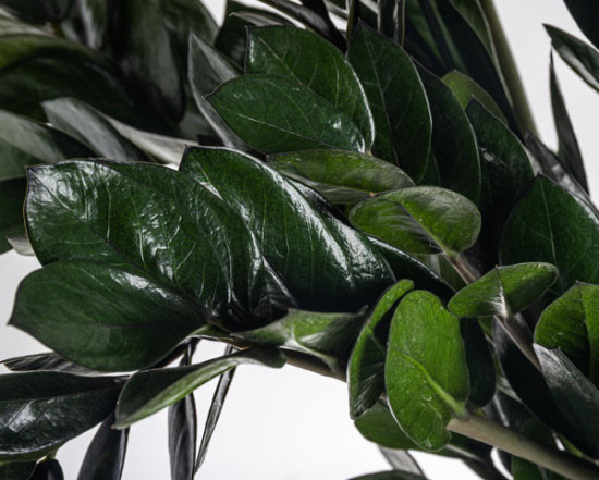 Kulkas zamiolistý, Zamioculcas zamiifolia Super Nova, průměr květináče 14 cm-26337