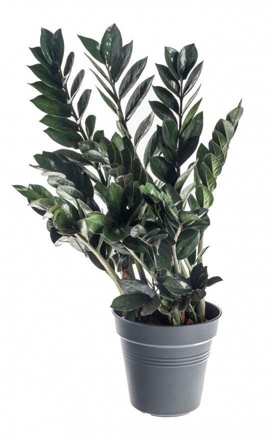 Kulkas zamiolistý, Zamioculcas zamiifolia Super Nova, průměr květináče 17 cm