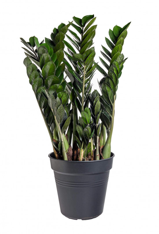 Kulkas zamiolistý, Zamioculcas zamiifolia Super Nova, průměr květináče 21 cm