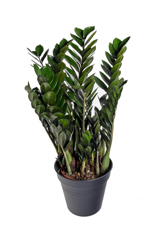 Kulkas zamiolistý, Zamioculcas zamiifolia Super Nova, průměr květináče 21 cm-23364