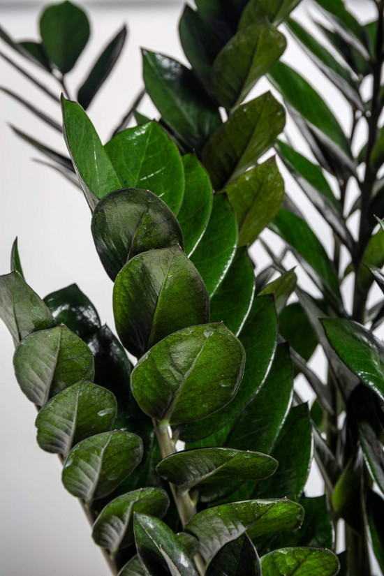 Kulkas zamiolistý, Zamioculcas zamiifolia Super Nova, průměr květináče 21 cm-23365