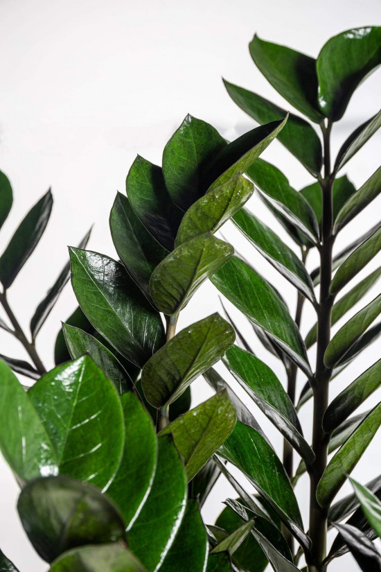 Kulkas zamiolistý, Zamioculcas zamiifolia Super Nova, průměr květináče 21 cm-23366