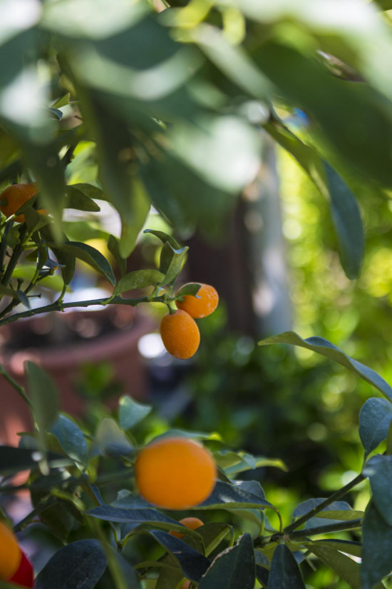 Kumkvat oválný, Citrus fortunella japonica, velikost kontejneru 12 l-19769