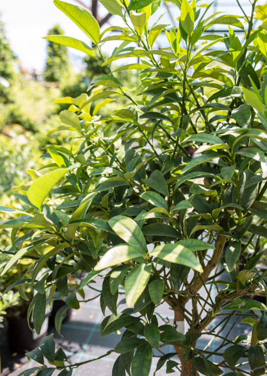 Kumkvat oválný, Citrus fortunella japonica, velikost kontejneru 12 l-19770