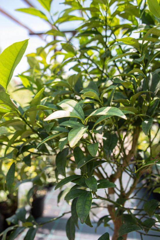 Kumkvat oválný, Citrus fortunella japonica, velikost kontejneru 12 l-19771