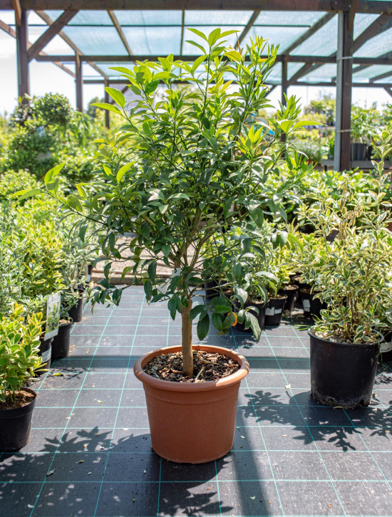 Kumkvat oválný, Citrus fortunella japonica, velikost kontejneru 12 l