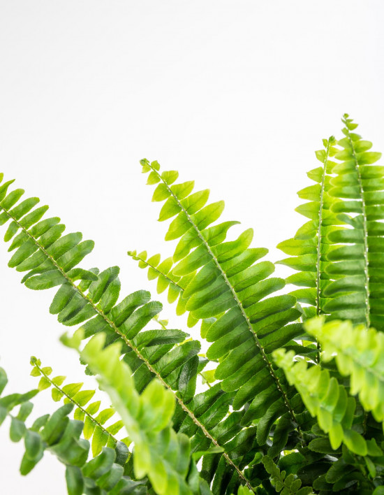 Ledviník, Nephrolepis exaltata, průměr květináče 10 - 12 cm-9041