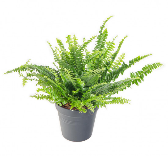 Ledviník, Nephrolepis exaltata, průměr květináče 10 - 12 cm-9043