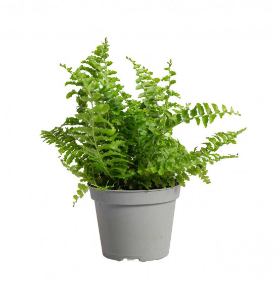 Ledviník, Nephrolepis exaltata, průměr květináče 6 cm