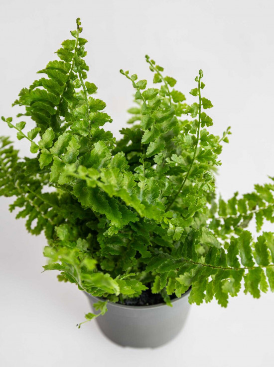 Ledviník, Nephrolepis exaltata, průměr květináče 6 cm-24438