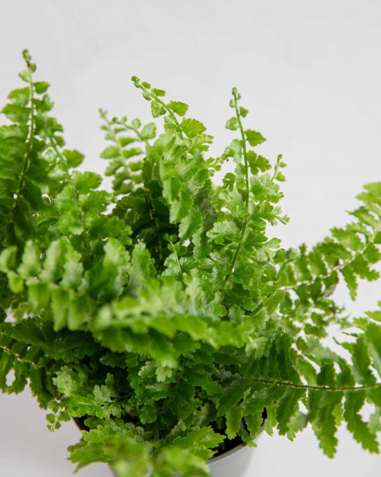 Ledviník, Nephrolepis exaltata, průměr květináče 6 cm-24439