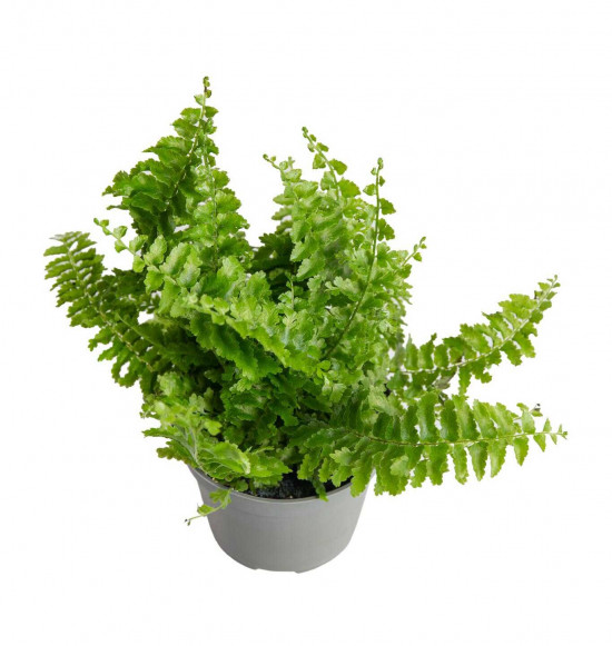 Ledviník, Nephrolepis exaltata, průměr květináče 6 cm-24440