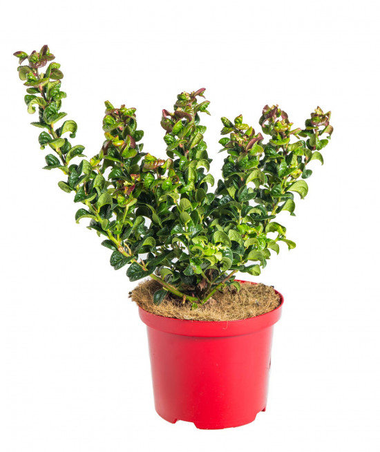 Leukothoe, Leucothoe axillaris Curly Red, velikost kontejneru 2.5 l-19193