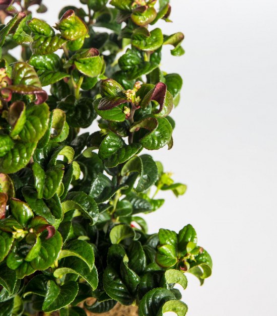 Leukothoe, Leucothoe axillaris Curly Red, velikost kontejneru 2.5 l-19194