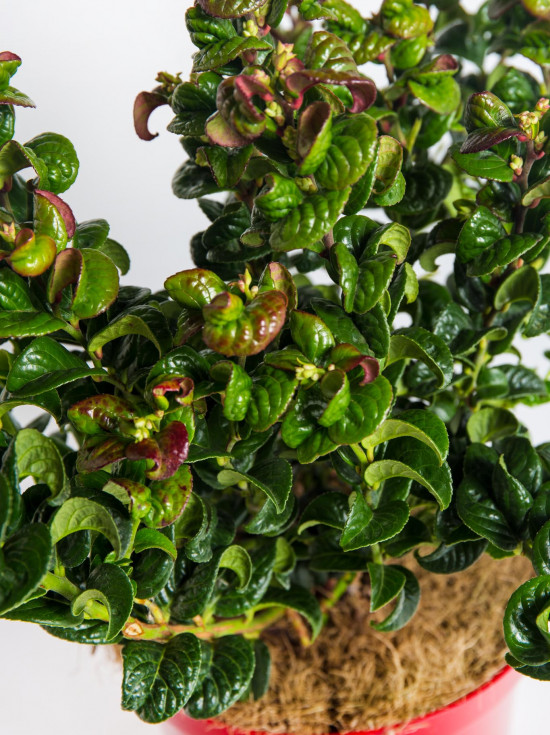 Leukothoe, Leucothoe axillaris Curly Red, velikost kontejneru 2.5 l-19195