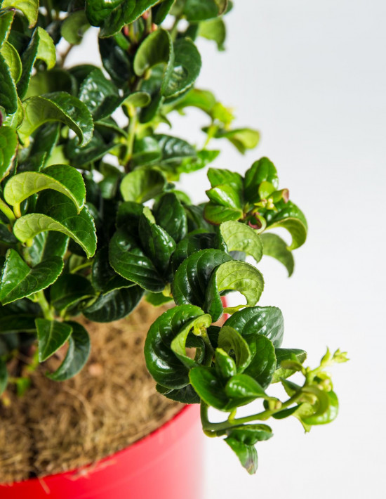 Leukothoe, Leucothoe axillaris Curly Red, velikost kontejneru 2.5 l-19196