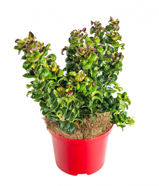 Leukothoe, Leucothoe axillaris Curly Red, velikost kontejneru 2.5 l-19197