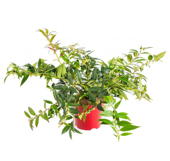 Leukothoe, Leucothoe keiskei Royal Ruby, velikost kontejneru 2.5 l-19554