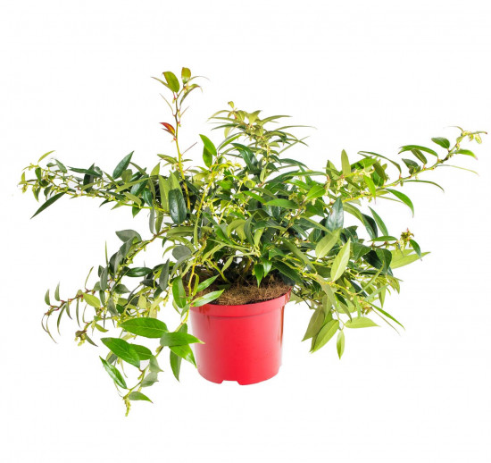 Leukothoe, Leucothoe keiskei Royal Ruby, velikost kontejneru 2.5 l